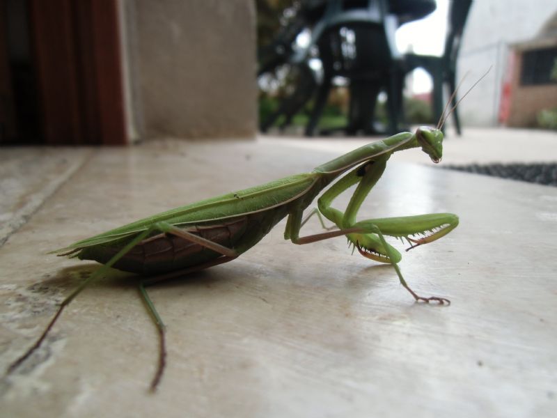 Mantis Religiosa?????
